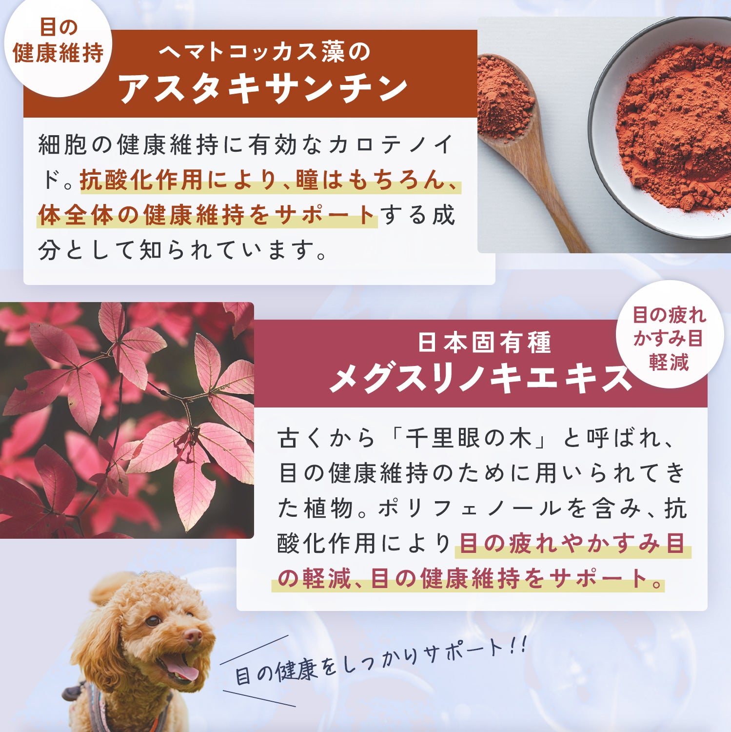 目のケアサプリメント